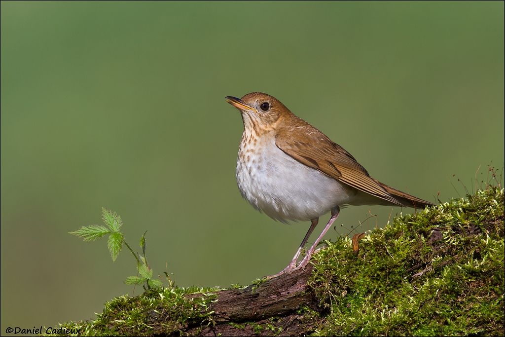 tn_Veery_2633-1.jpg